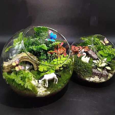 Hydroponic plant glass bottle semi-circular table moss micro landscape ecological bottle succulent plant creative gift decoration customization